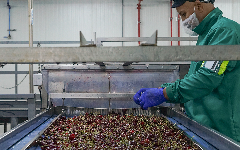 proceso de produccion de cerezas del jerte